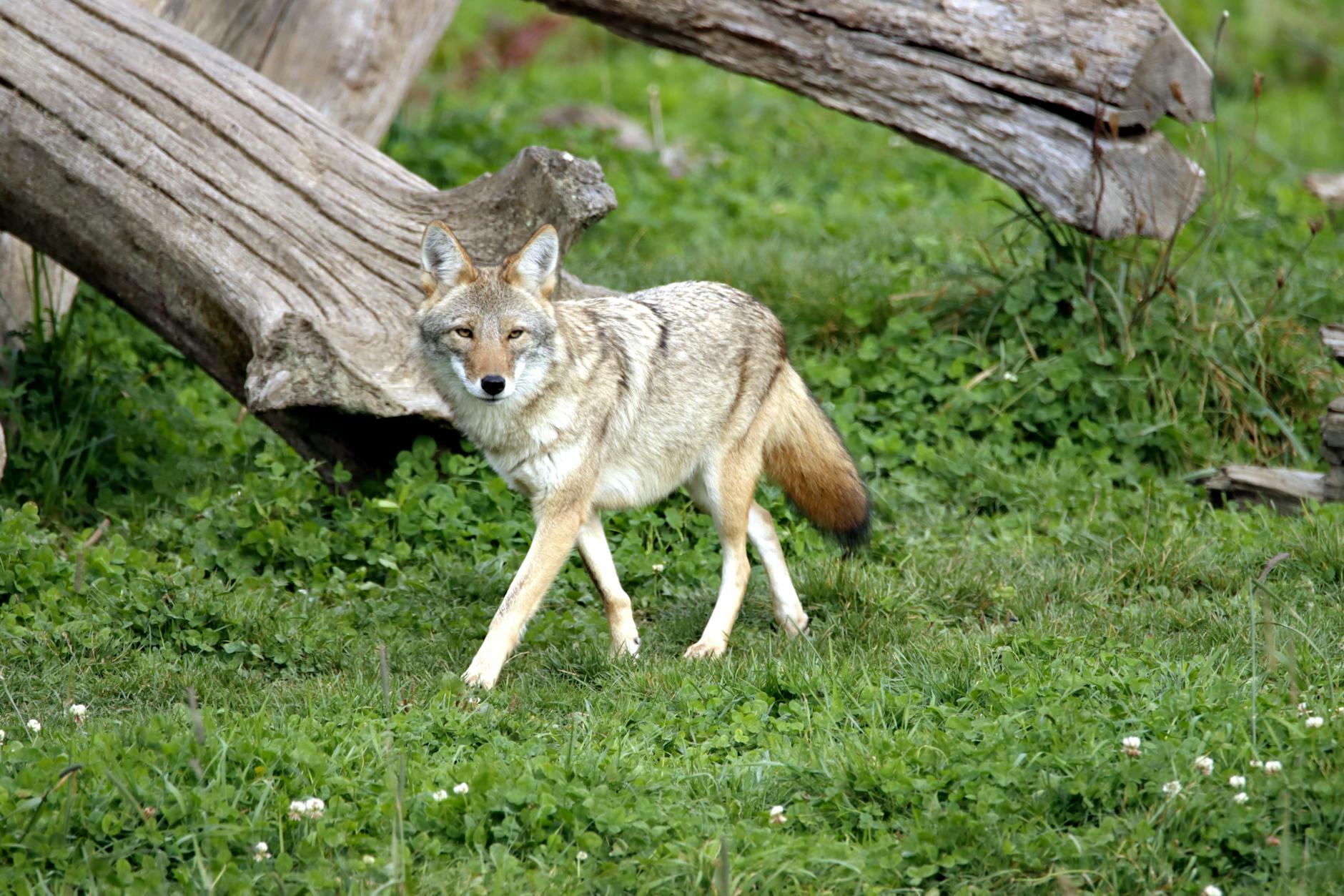 Coyote Animal