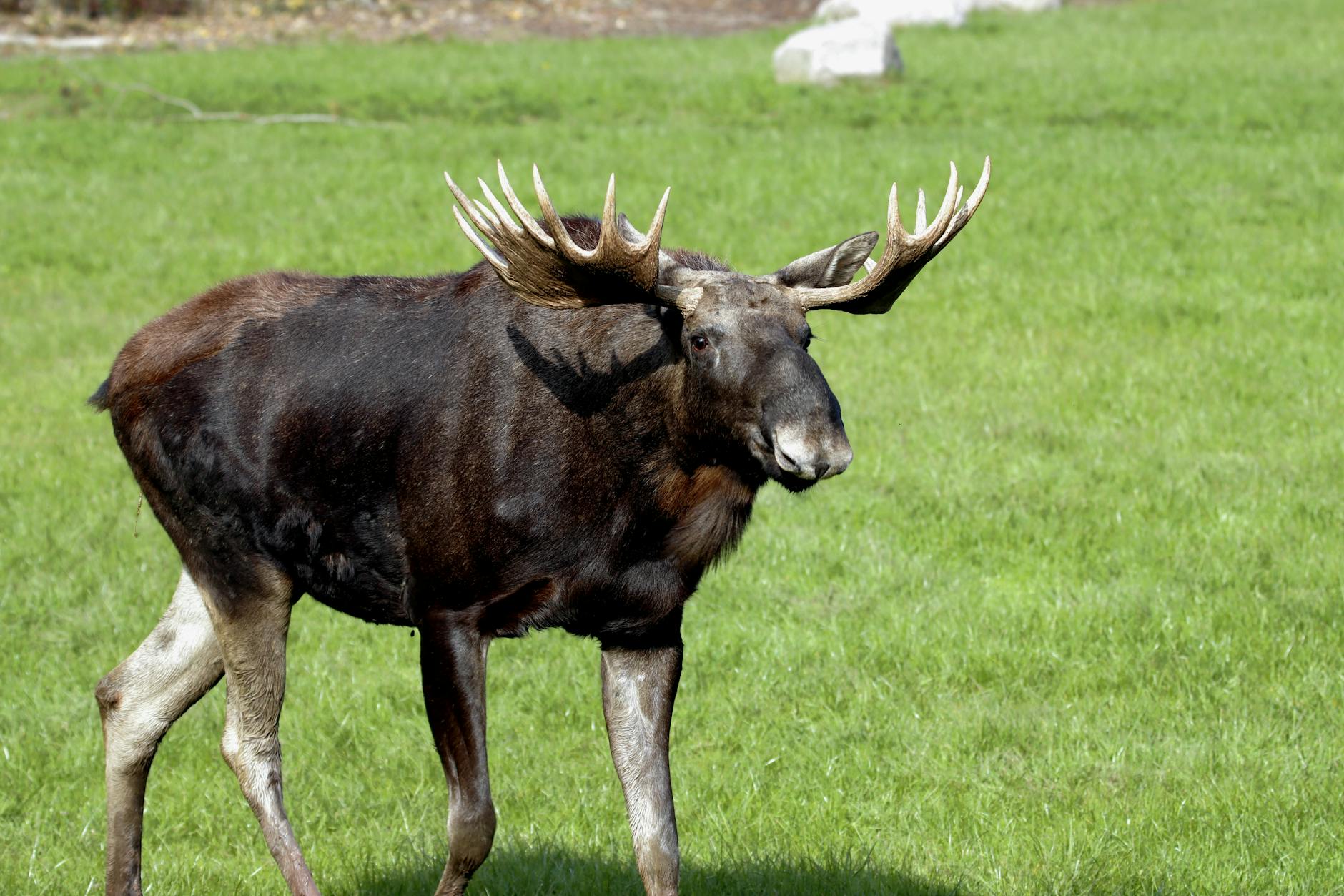 Moose Animals