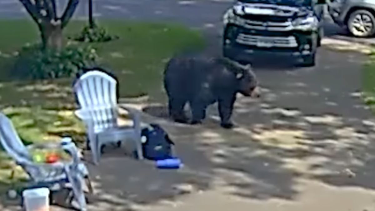 An Uninvited Guest Sneaks Up on a Family and Sends Everyone Running for Their Lives