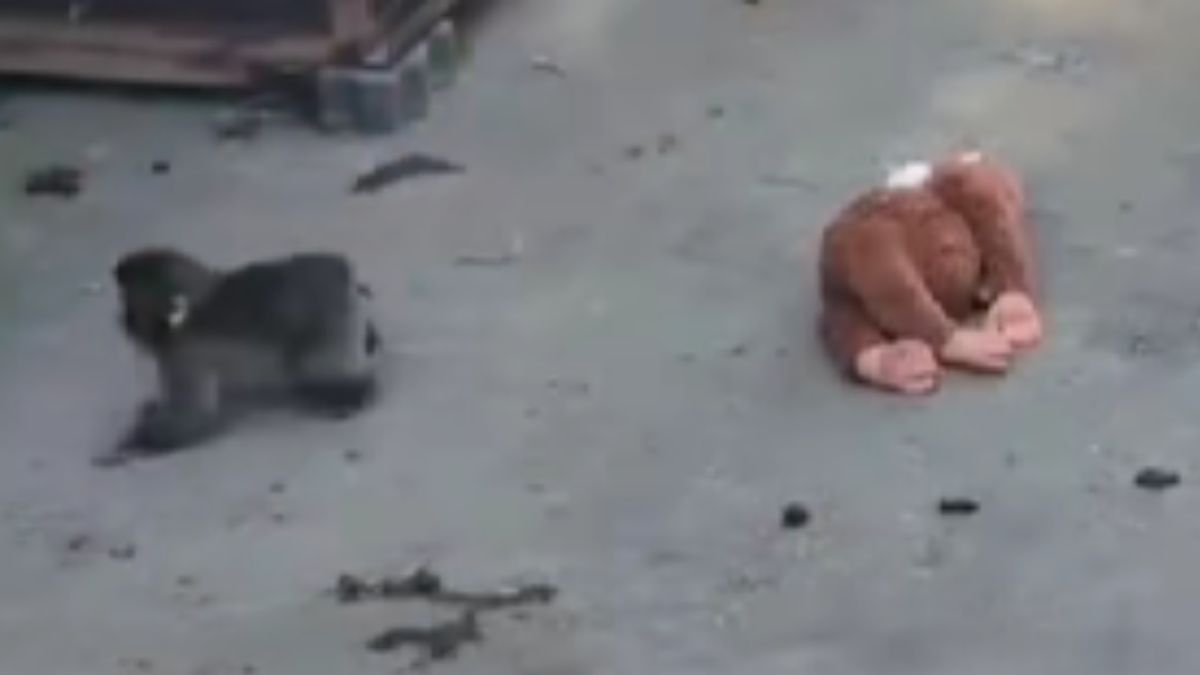 The Ichikawa Zoo Defends Using a Plush Toy for Abandoned Baby Macaque