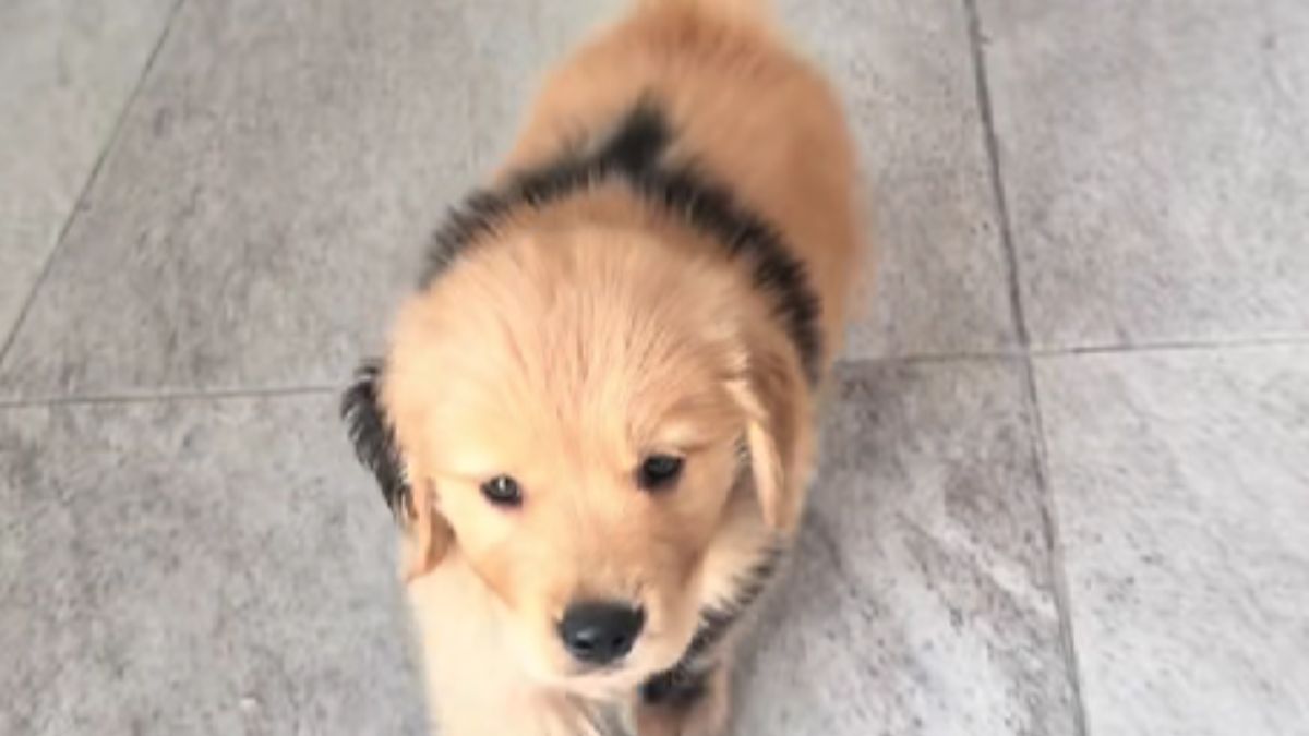 Hearts Are Melting Over This Adorable Two-Toned Golden Retriever Puppy: “He’s Gorgeous”