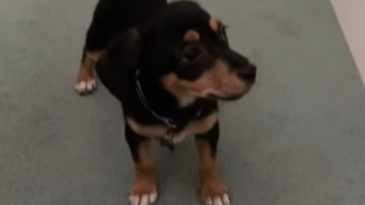 A Couple Adopted What They Thought Was a Dachshund from a Shelter Only to Get a Big Surprise