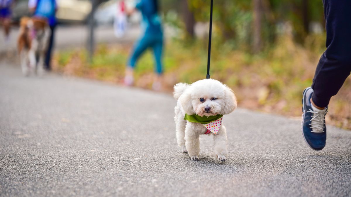 Teaching a Puppy to Walk Calmly on a Leash