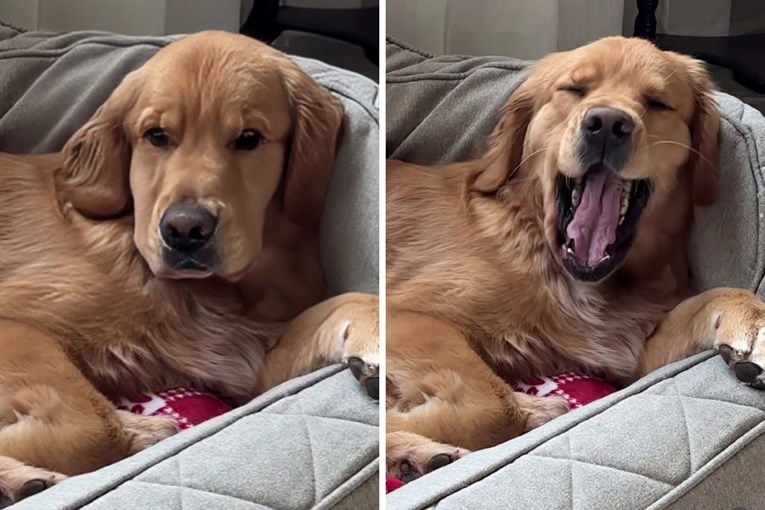 Meet the Sleepiest Golden Retriever on the Internet Who Everyone Adores