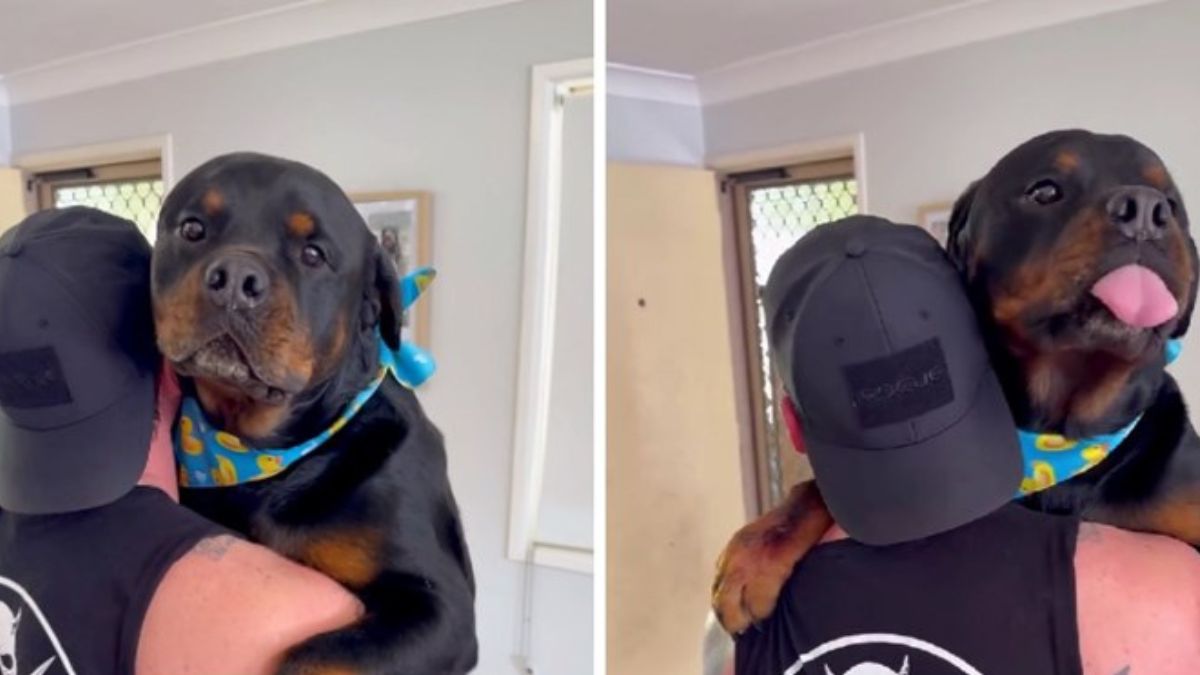 A Rottweiler Seeks Comfort After Being Bullied by a Chihuahua and the Video Goes Viral