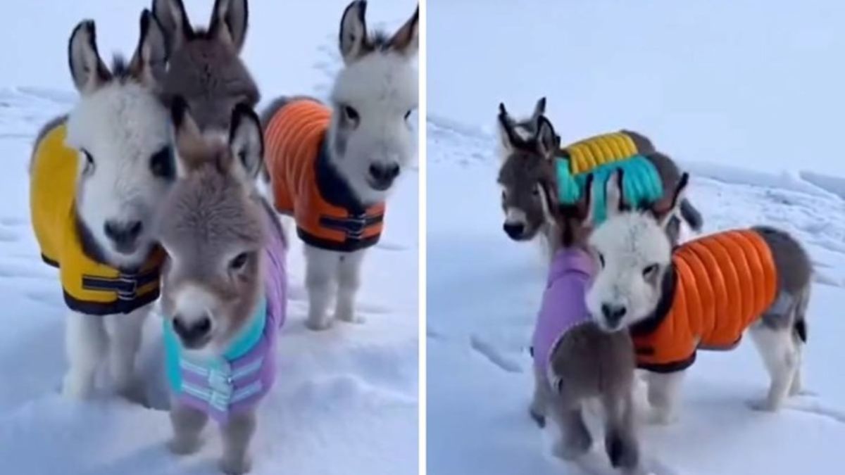 Adorable Mini Donkeys in Puffer Jackets Take Over the Internet: “Give Me 14 of Them”