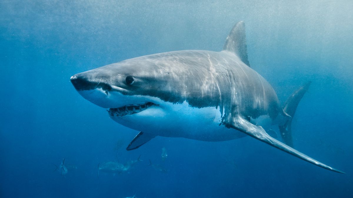 Majestic Animals That Are Way More Dangerous Than Sharks