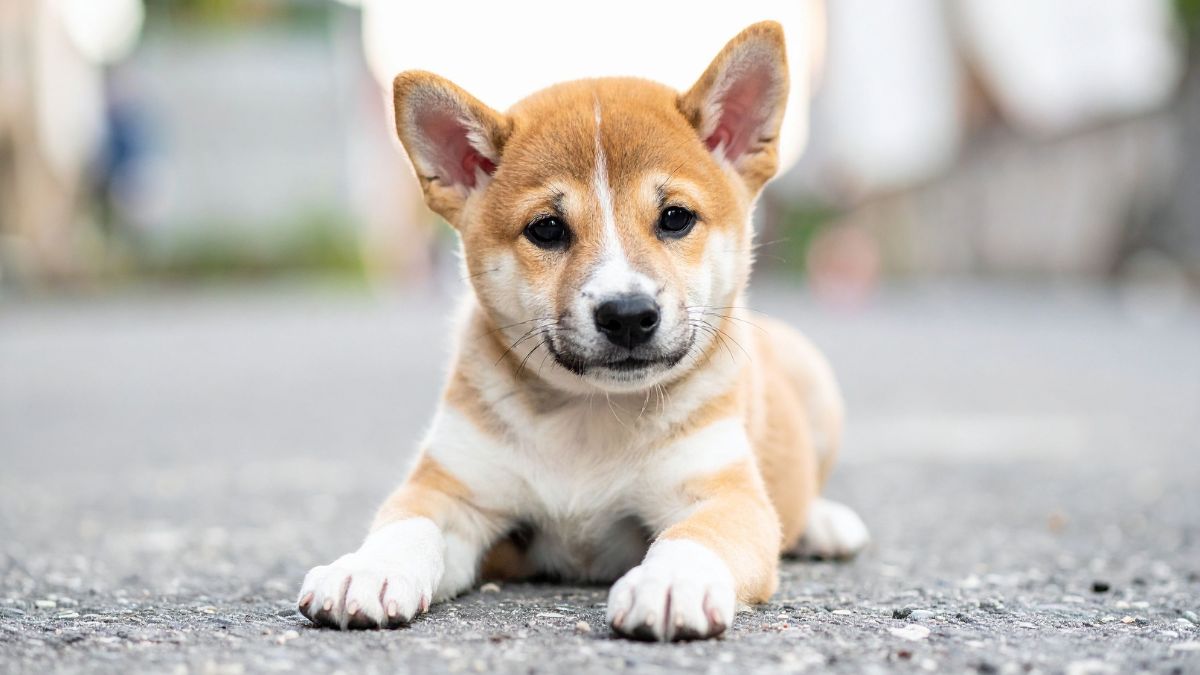 The Origin of the Shiba Inu Is More Fascinating Than You Think