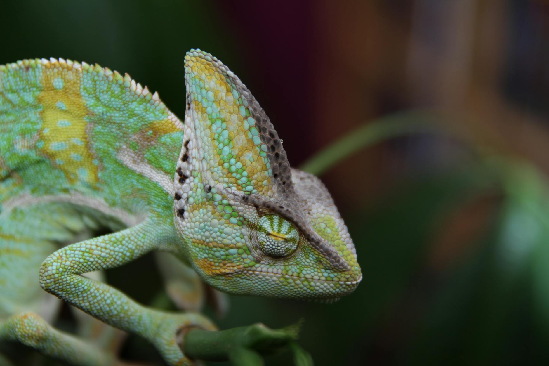 Chameleon Animal