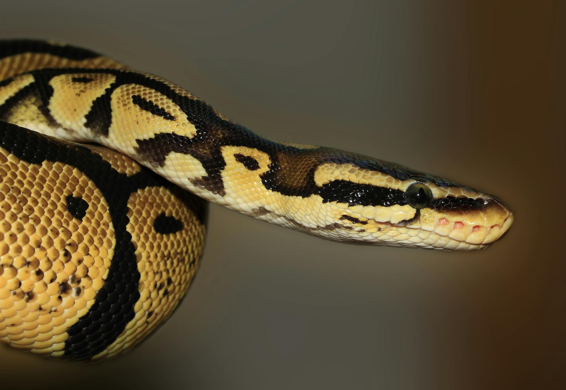 Ball Python Animal