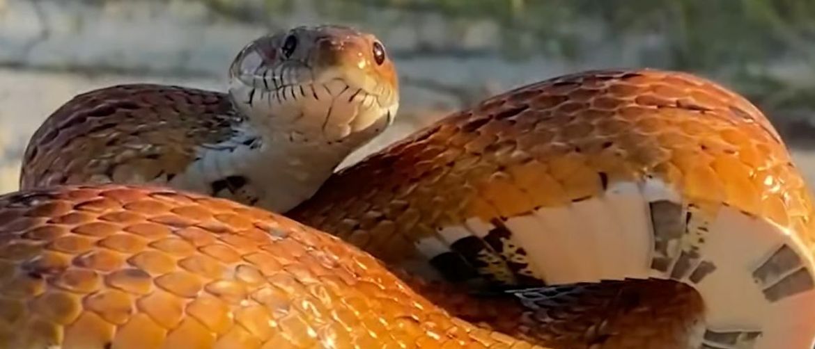 Fakin or Maneken? Snake Truly Surprised Him with Its Pose So He Decided to Film It