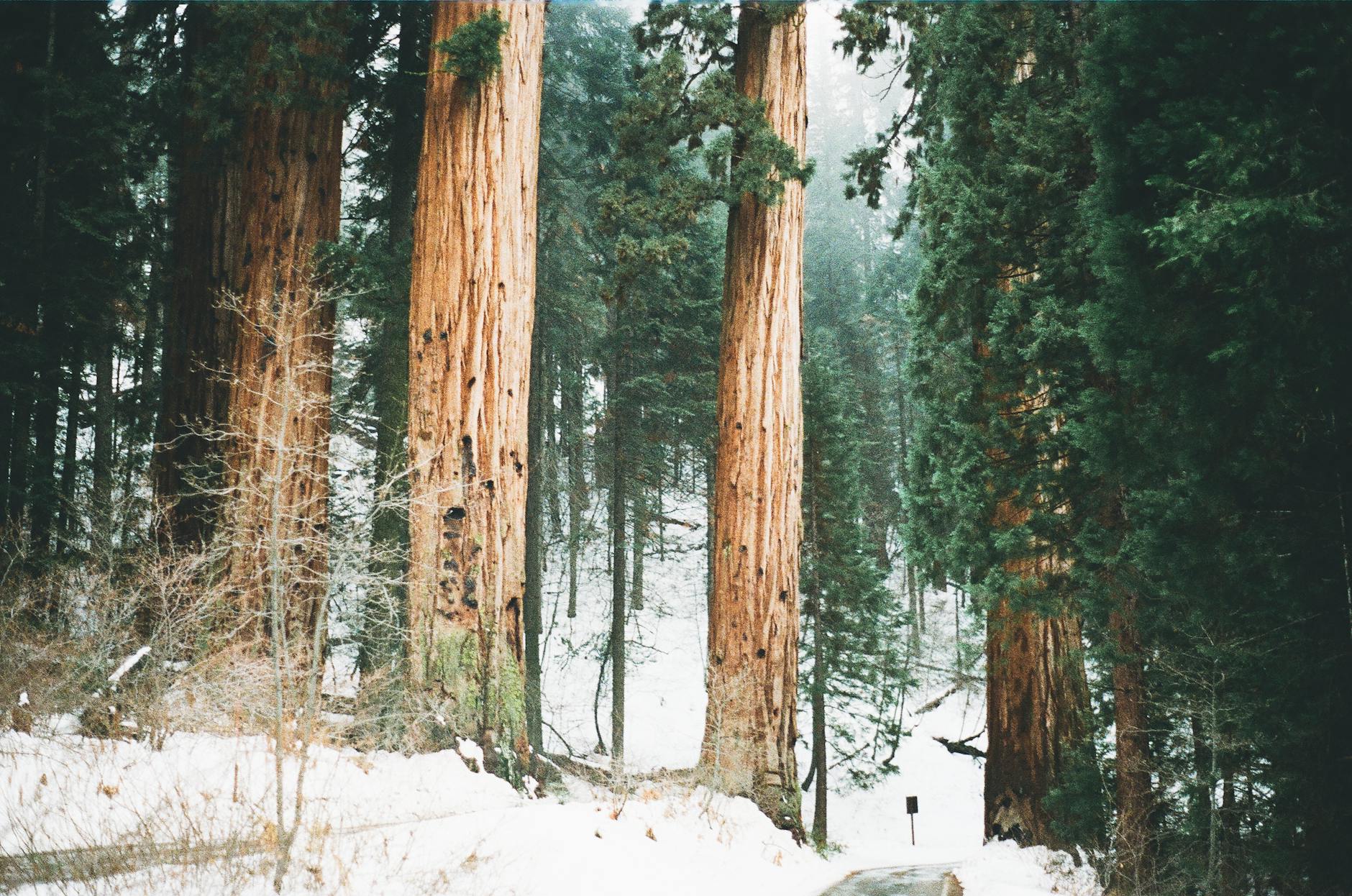 Sequoia National Park