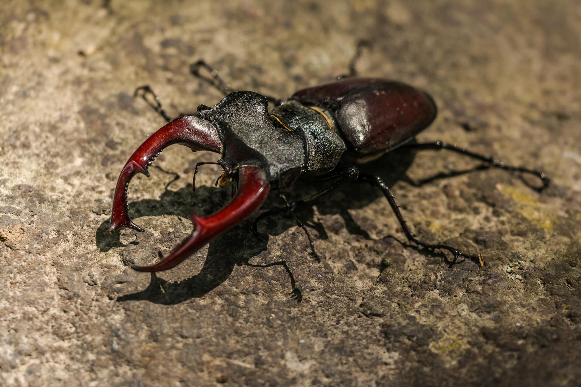 Bombardier Beetle
