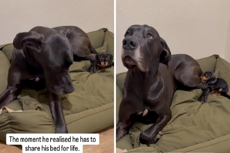 A Great Dane Discovers It Must Share Its Bed with a Tiny New Puppy