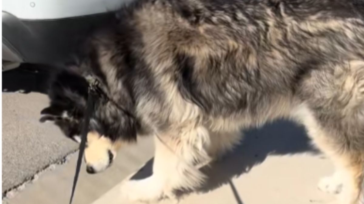 This Alaskan Malamute Checks Every Storm Drain on His Walks and the Reason Why Has Melted Millions of Hearts