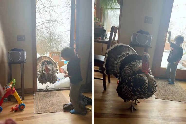 A Turkey Convinced He’s a Dog Hates Snow and Demands to Come Inside
