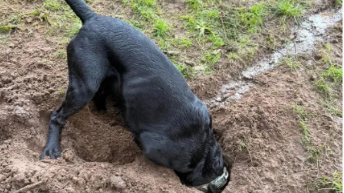 An Owner Left His Labrador at Doggy Daycare and the Staff Photo of What He Was Doing Went Viral