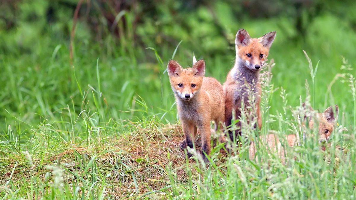 Adorable Wild Animals You Should Never Try to Pet