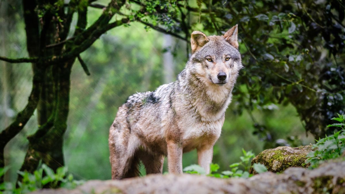 Fascinating Animals That Have Outsmarted Human Hunters