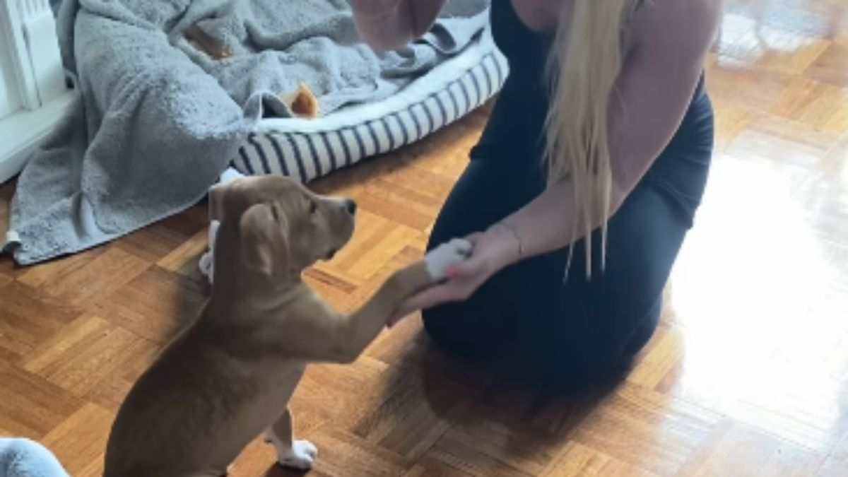 Woman Thought She Adopted a Chihuahua but Ended Up with a 90-Pound Labrador