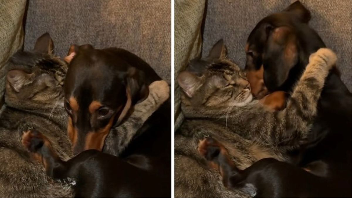 She Worried Her Dog and Cat Would Never Get Along and Then Came Home to This