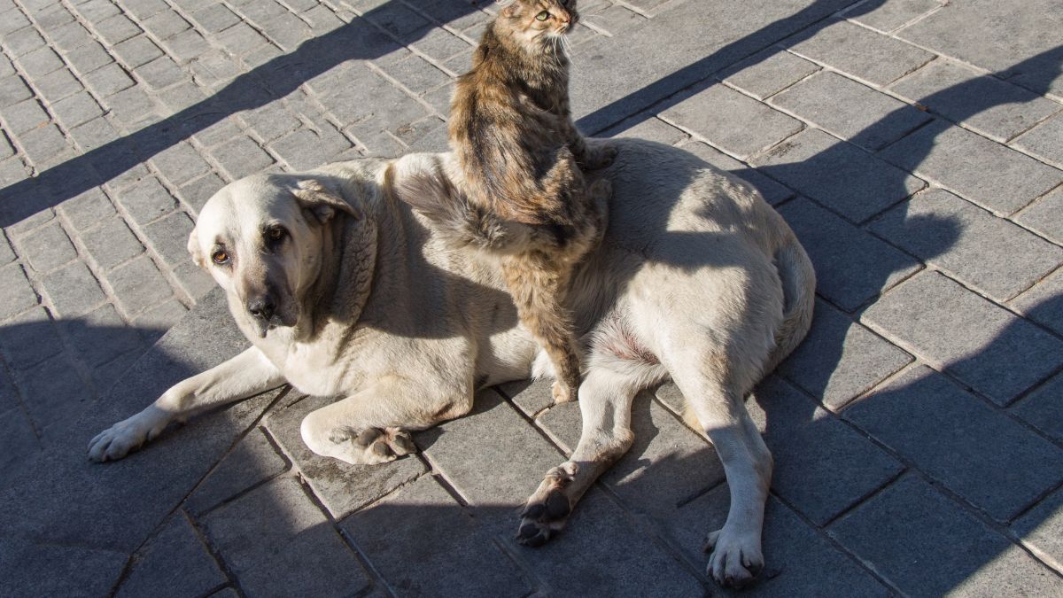 Terrible Things Pet Boarders Do When You Leave Your Dog for the Weekend