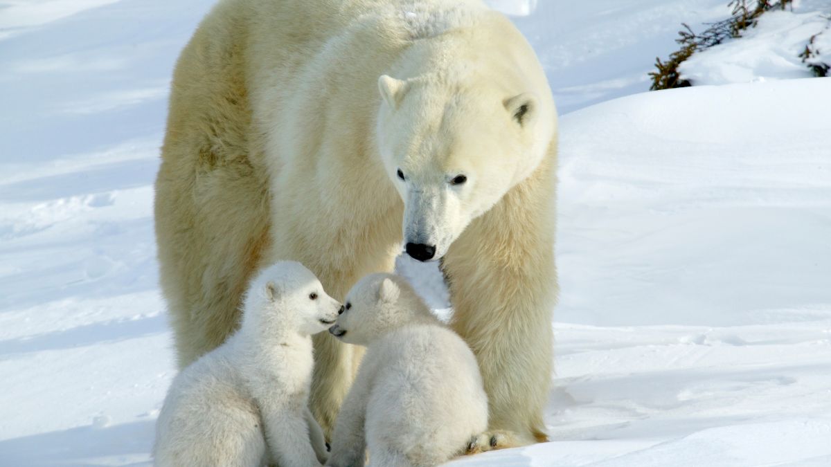 Polar Bear Cubs Take Their First Wobbly Steps Into the Arctic Sun