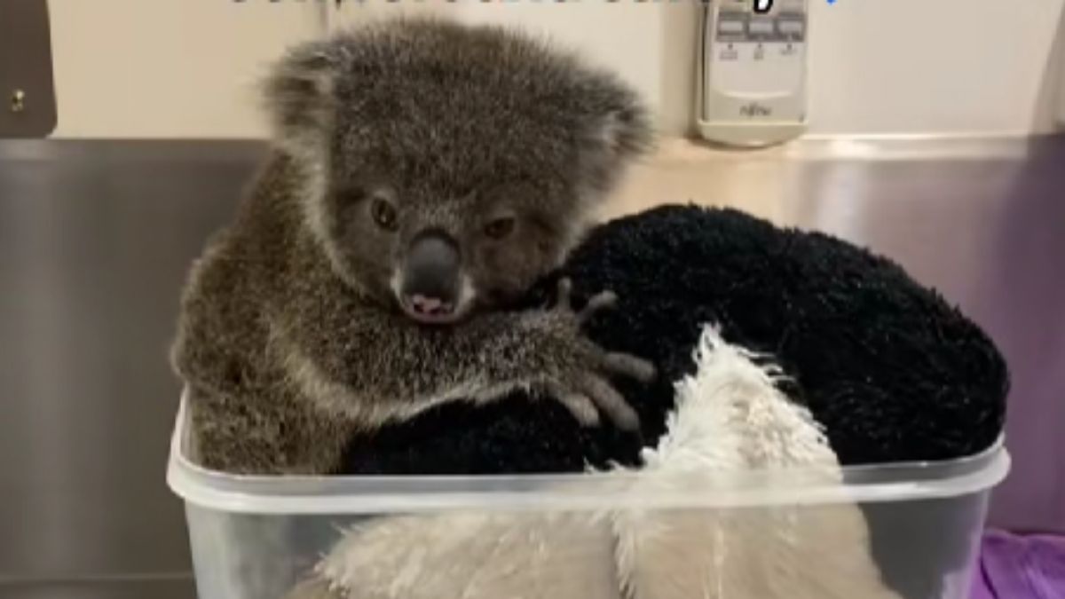Rafa the Orphaned Baby Koala Finds Comfort in a Plush Toy Just Like Punch