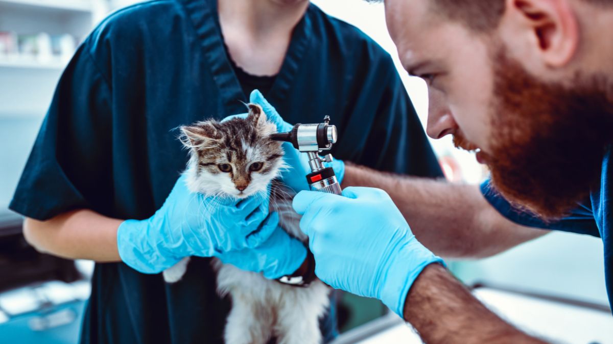 Ruthless Ways Vets Push Expensive Treatments Your Pet Will Never Need