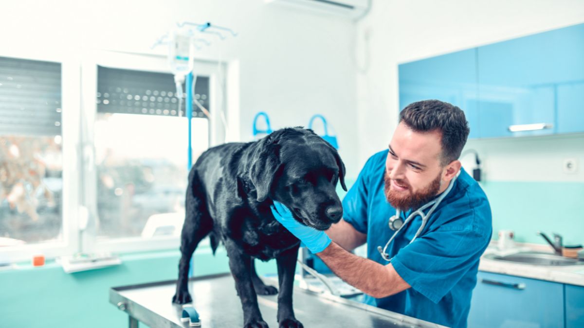 Sneaky Ways Vets Overcharge You for Tests Your Pets Don’t Actually Need