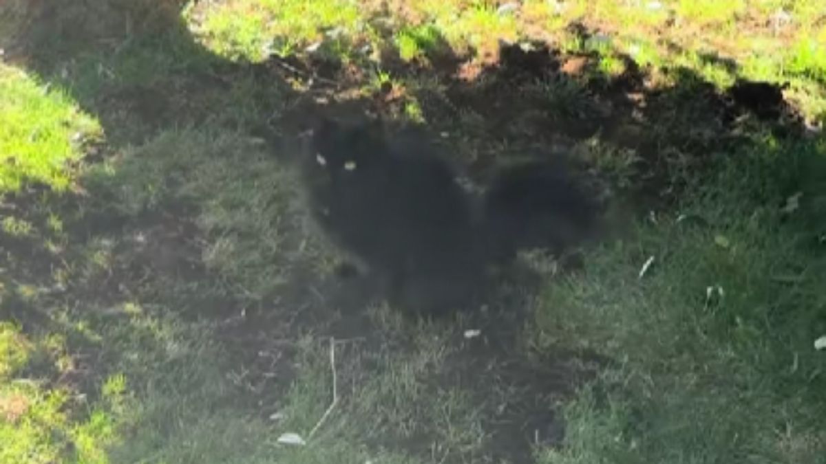 A Heartbreaking Video Has Moved the Internet: Cat Mourns Brother at His Grave