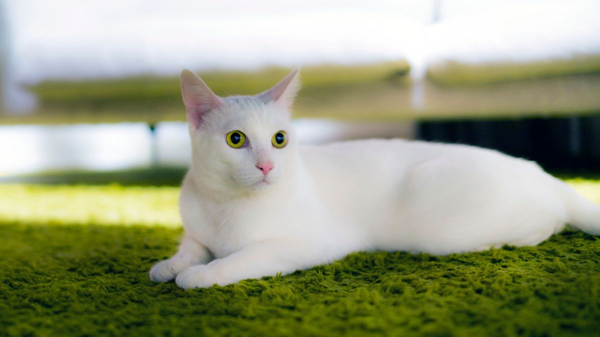 Neighbor’s Heartfelt Note to Her Cat Brings Owner to Tears