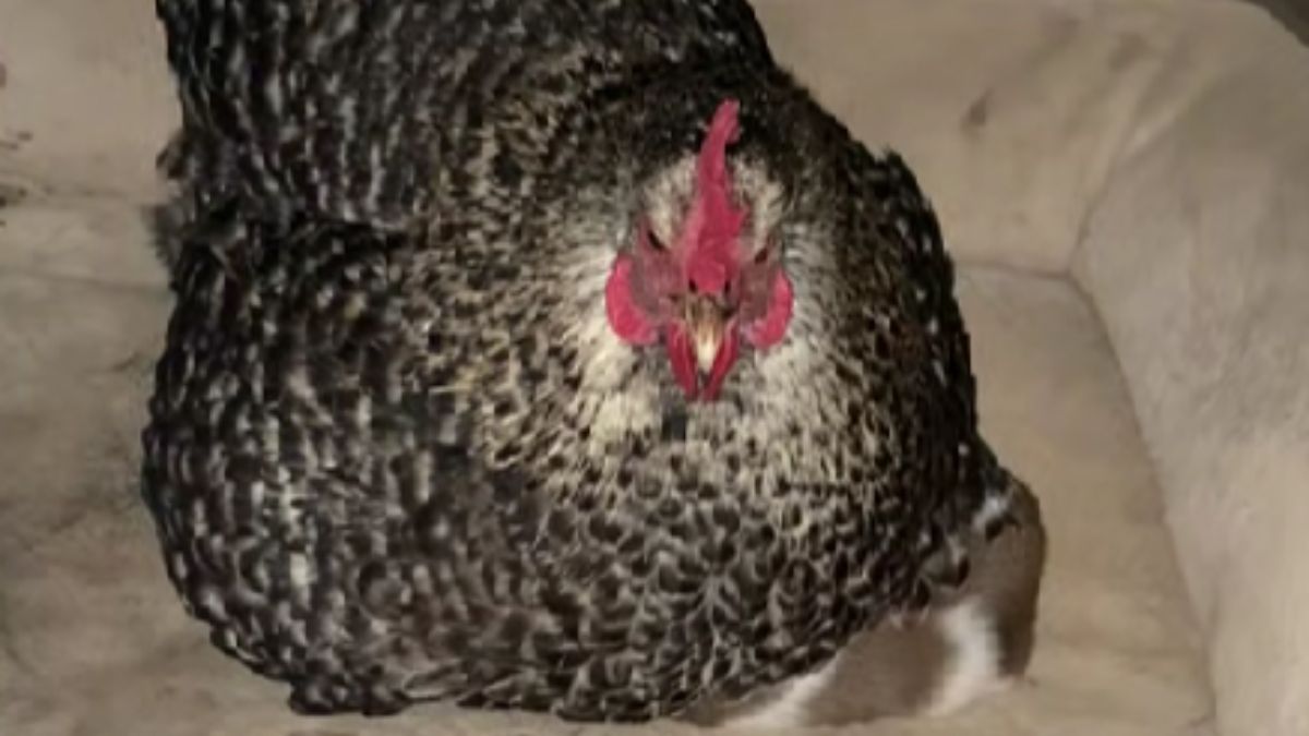 Farm Owner Shocked as Hen Hides Newborn Puppy Under Her Wing