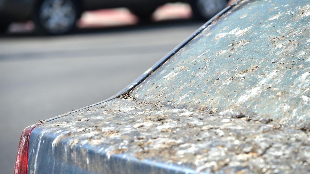 Here Is Why Parking Your Car Under a Tree Could Cause Serious Damage to Its Paint