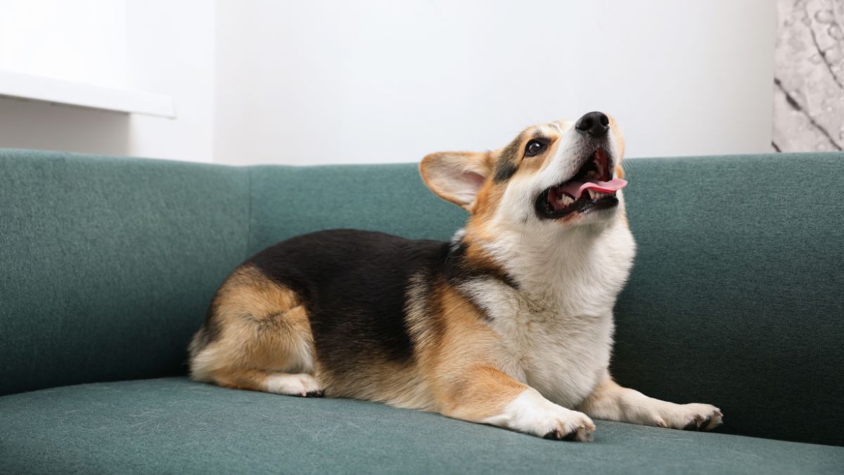 Unexpected Sounds Trigger More Anxiety in Dogs Than Fireworks