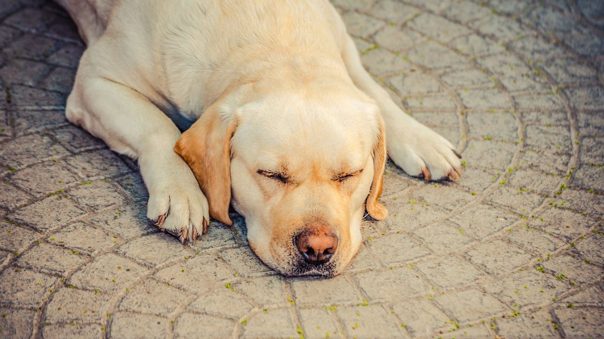 Here Is When Your Pet Sleeping More Than Usual Should Actually Concern You