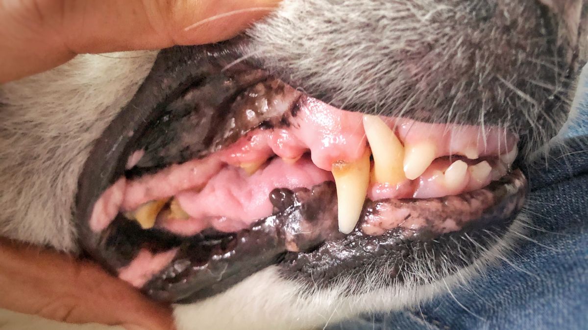 Here Are the Warning Signs Your Dog May Have Dental Problems