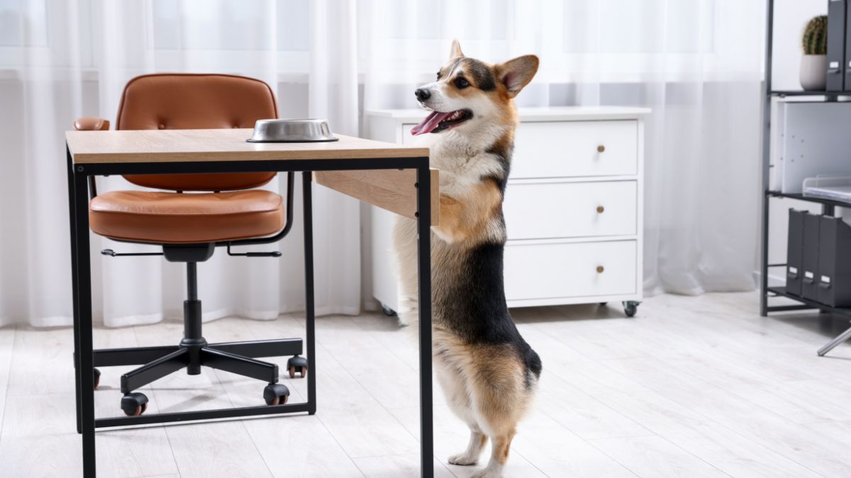 Foods You Should Never Feed Your Dog From the Table: “Not Even in Small Amounts”