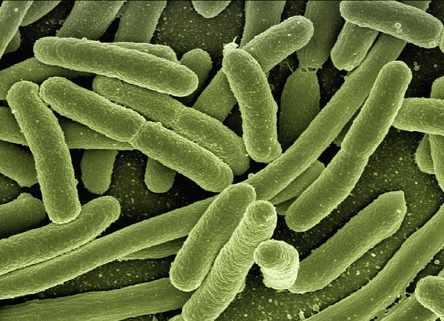 Healthy Gut Bacteria