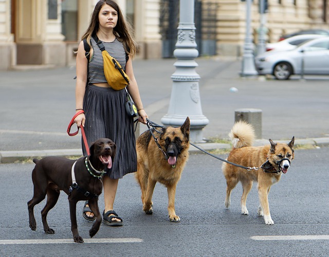 Dog Walkers