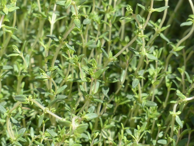 Thyme plant