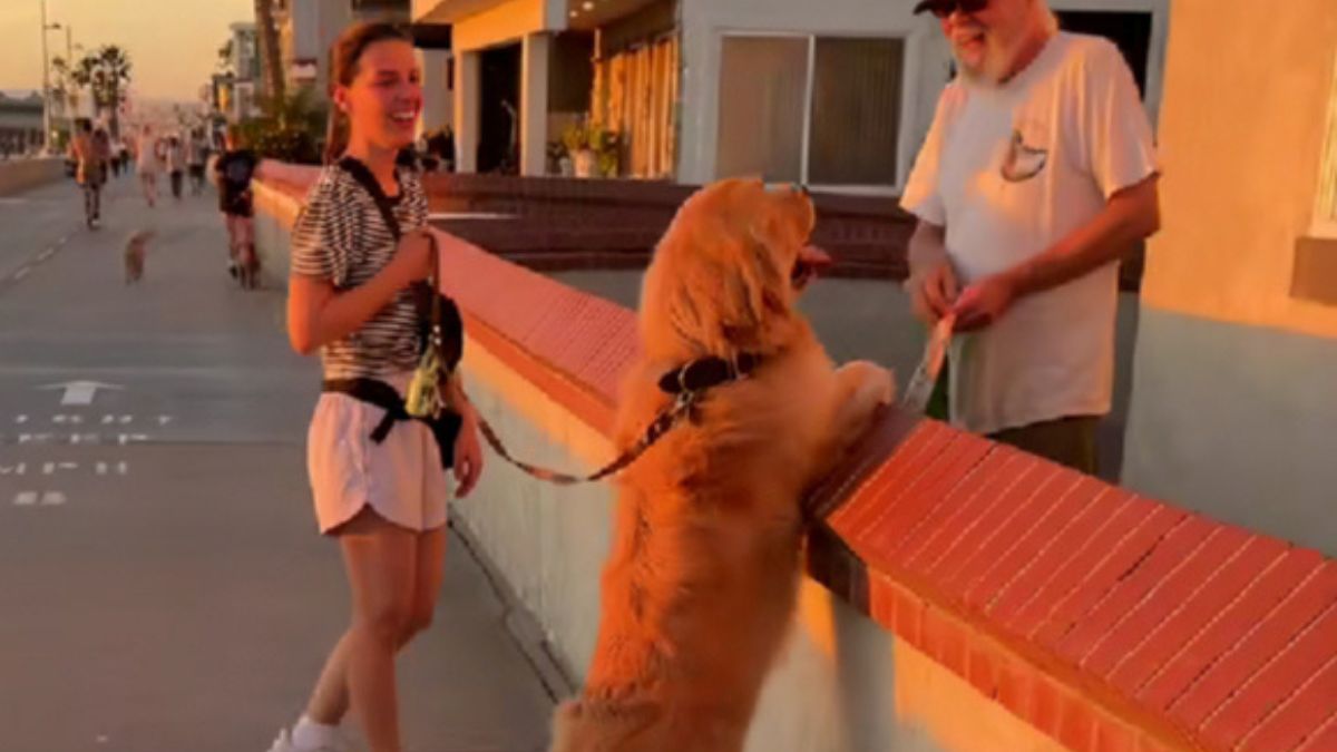 Golden Retriever Spots His Favorite Neighbor on a Walk and His Reaction Says It All