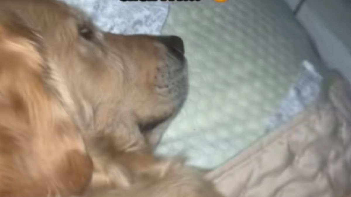 A Woman Thought Her Husband Was Running Late for Work Only to Realize Their Dog Had Claimed His Spot in Bed