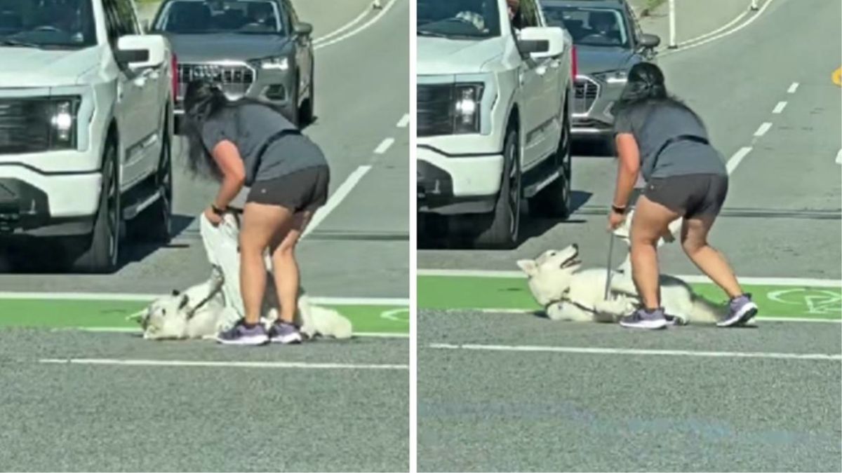 The Drama King Husky Who Refused to Keep Walking and Planted Himself in the Middle of an Intersection