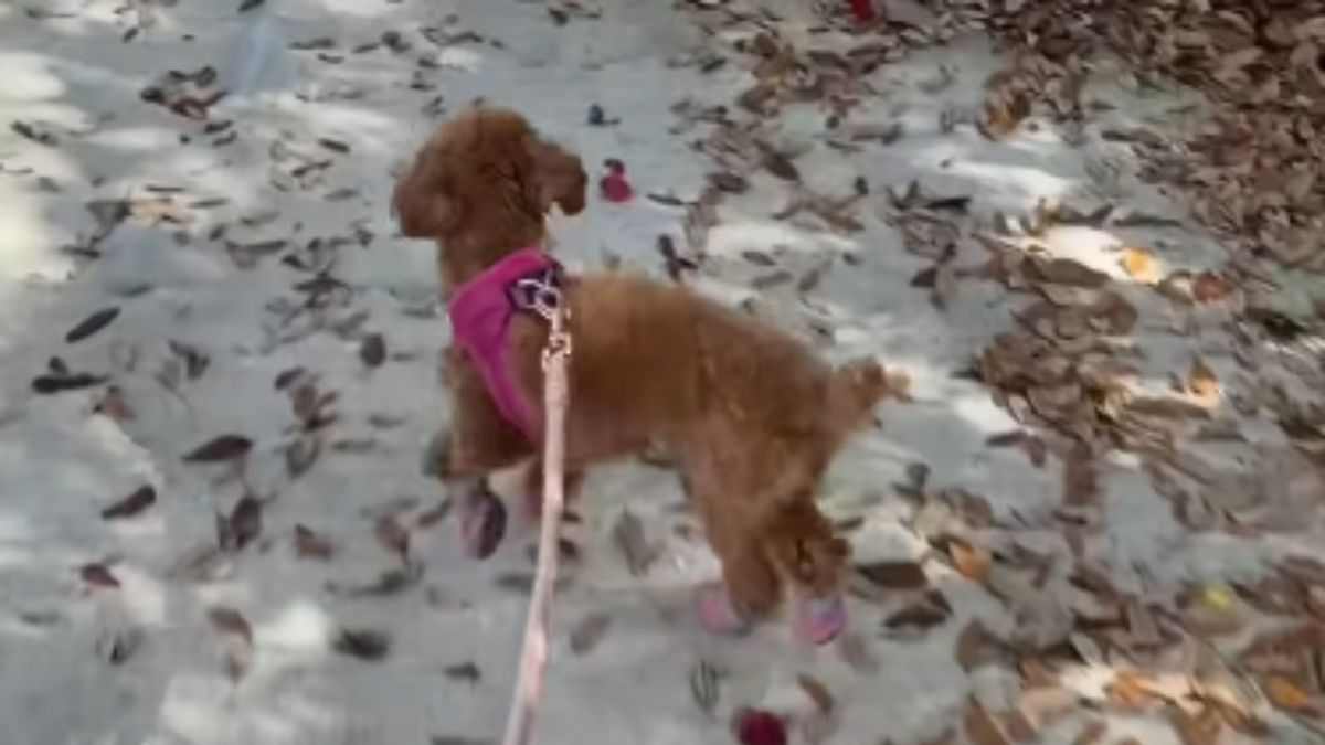Meet Persia, the Poodle Who Conquered the Internet with Her Sideways Walk