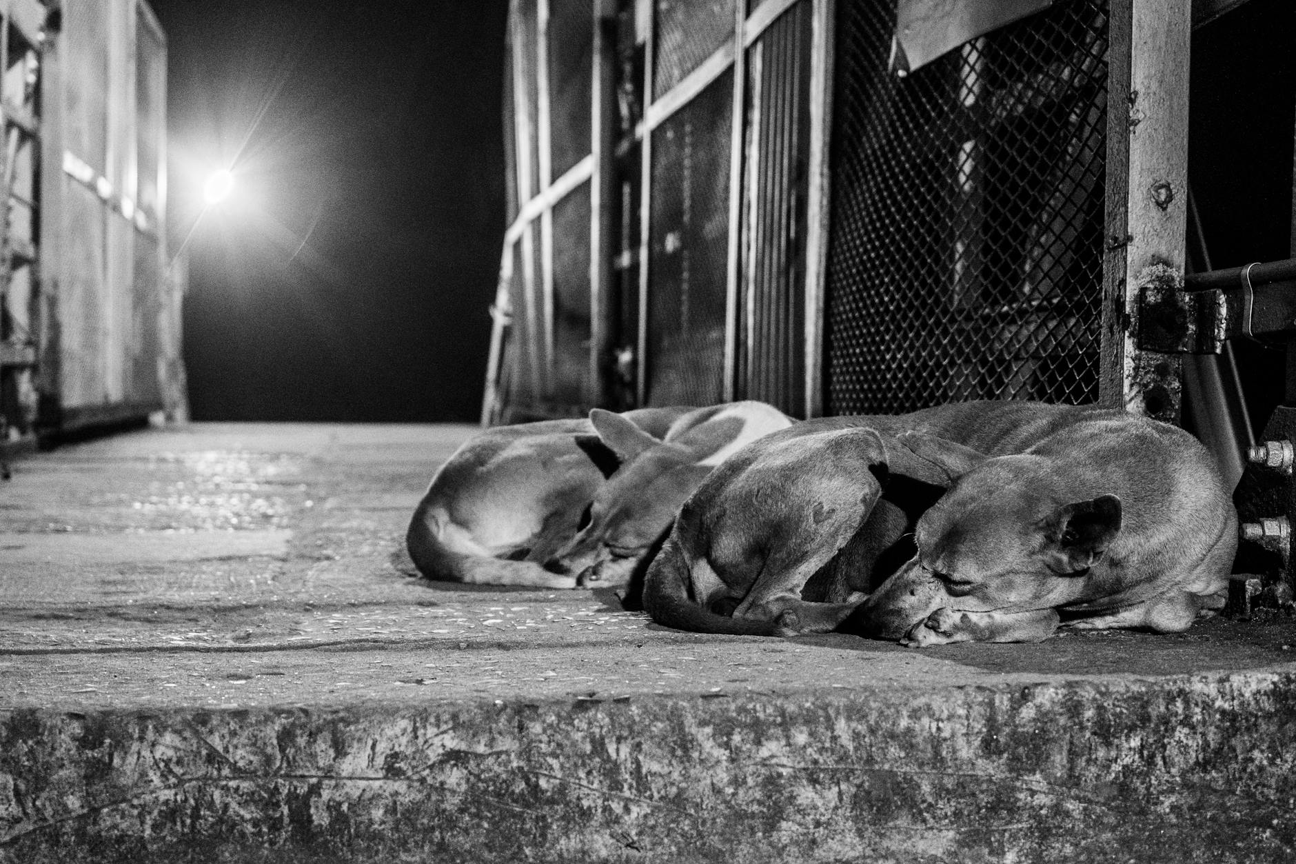 dogs at night