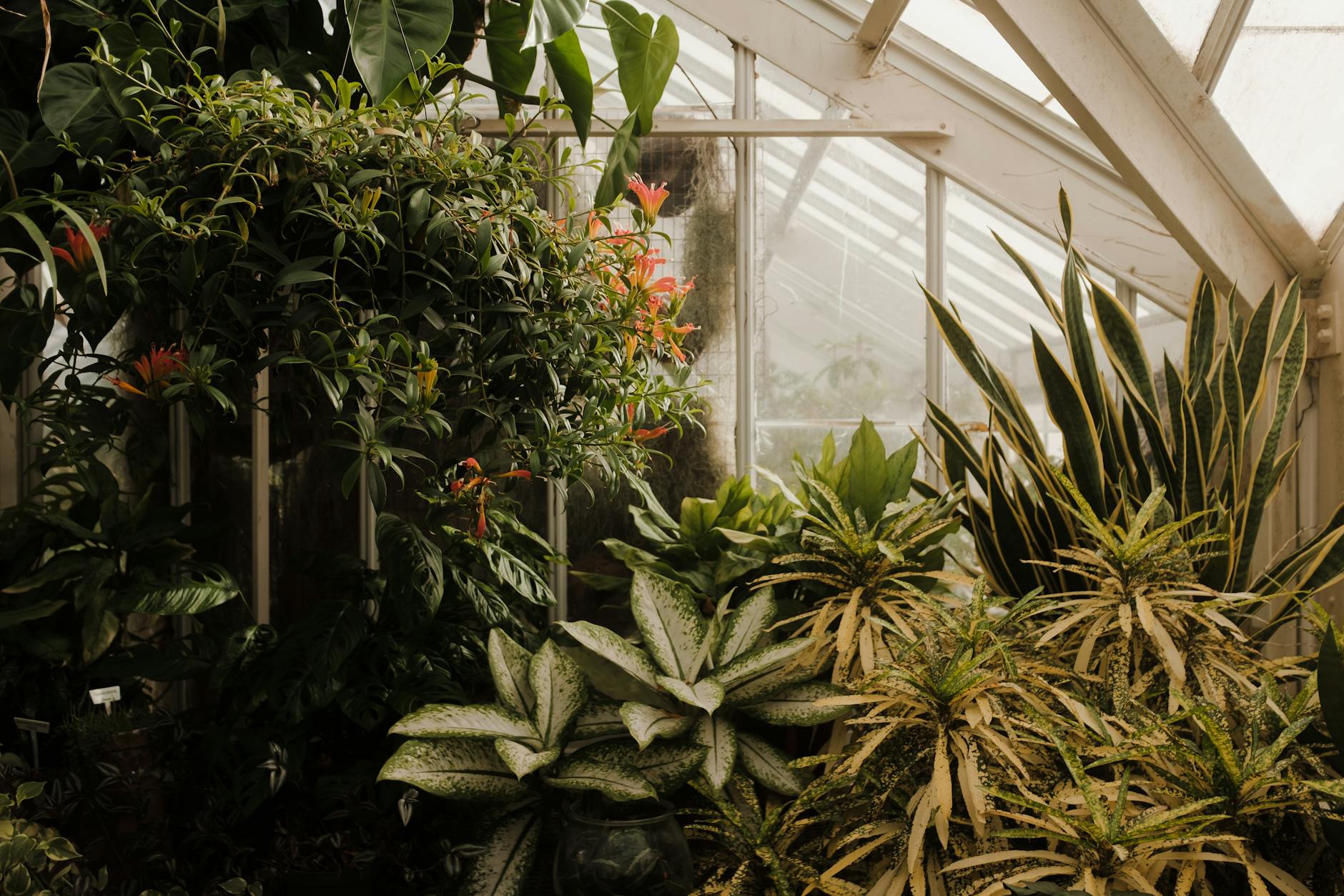 Compaction Relief Plants