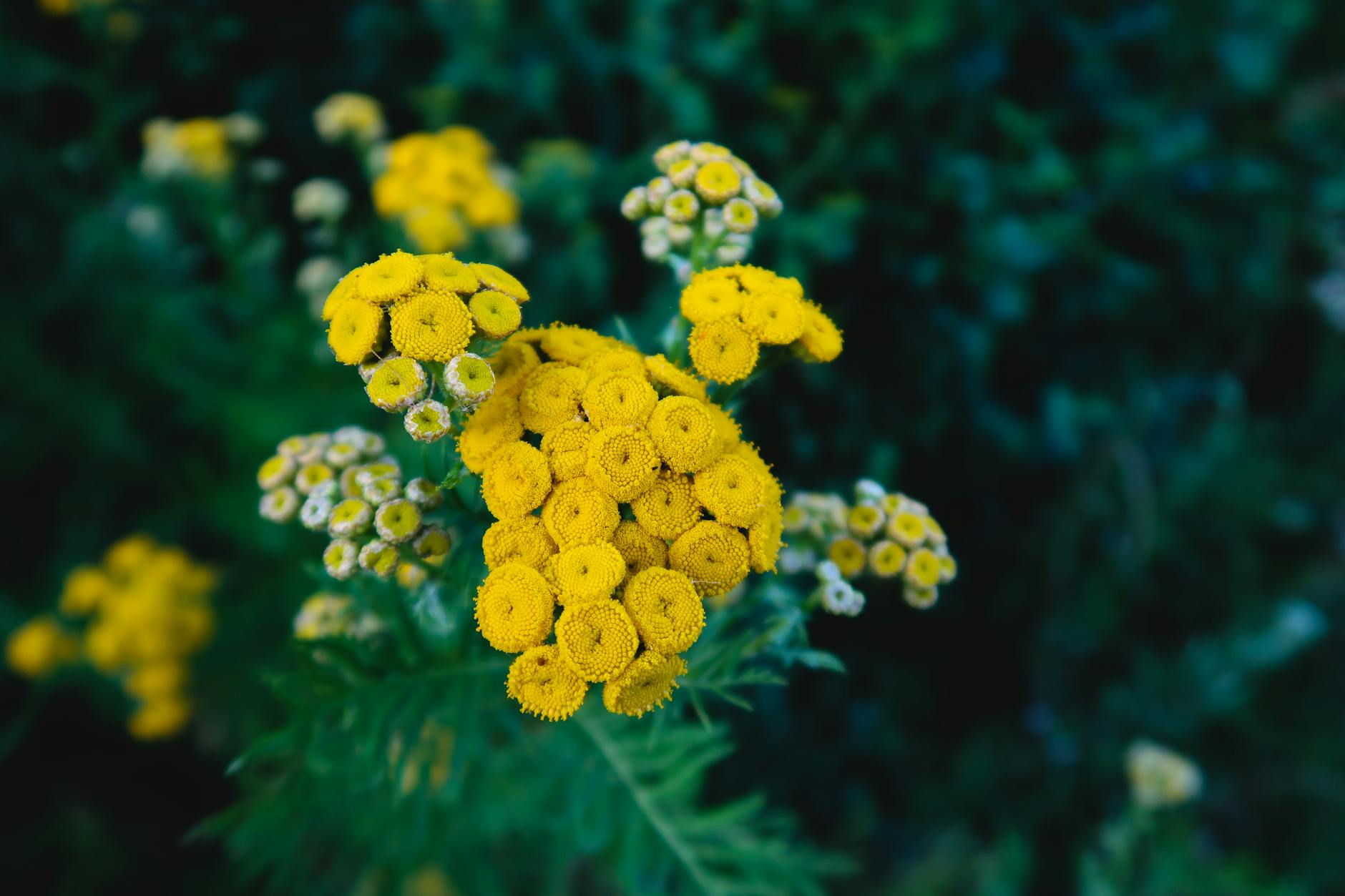 Tansy