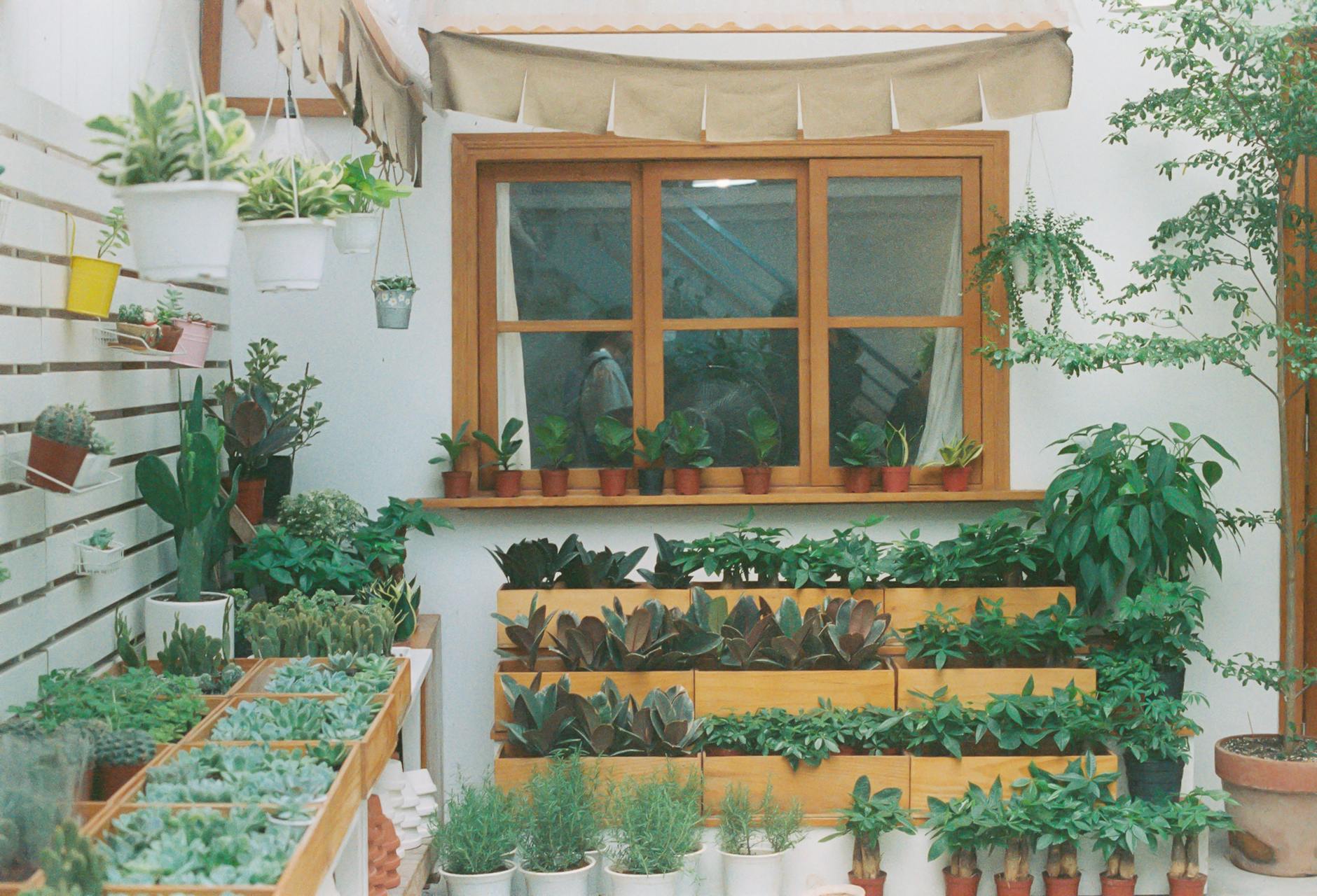 Indoor Plants By Windows