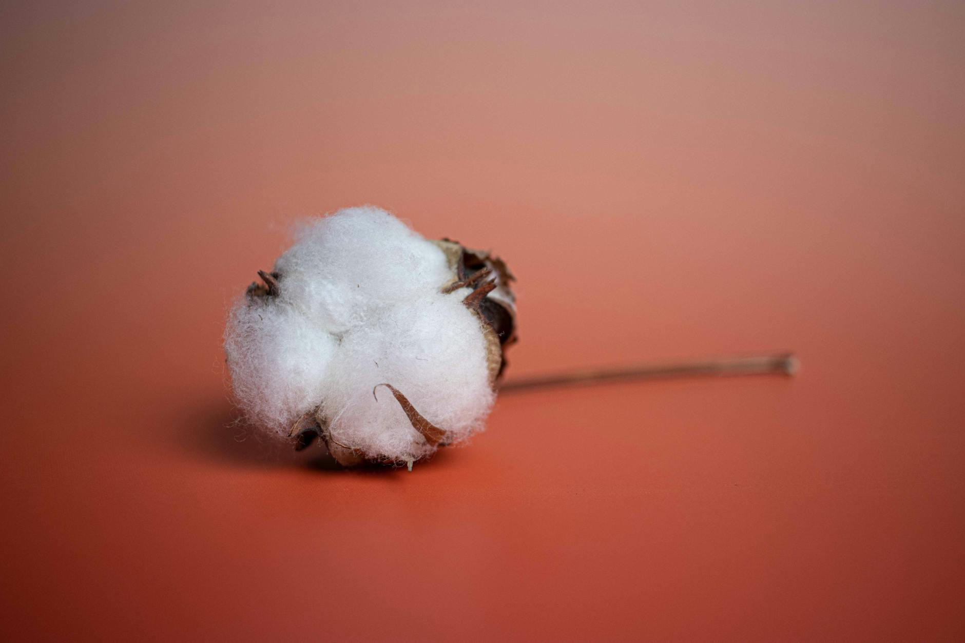 Organic Cotton Fashion